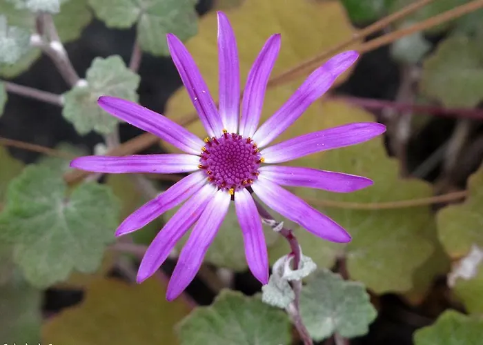 La Cuadra Casa de Férias *
